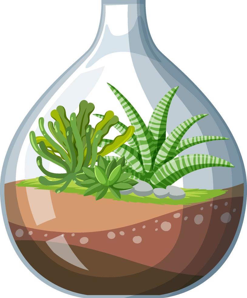 Cute glass terrariums with succulents on white backround vector