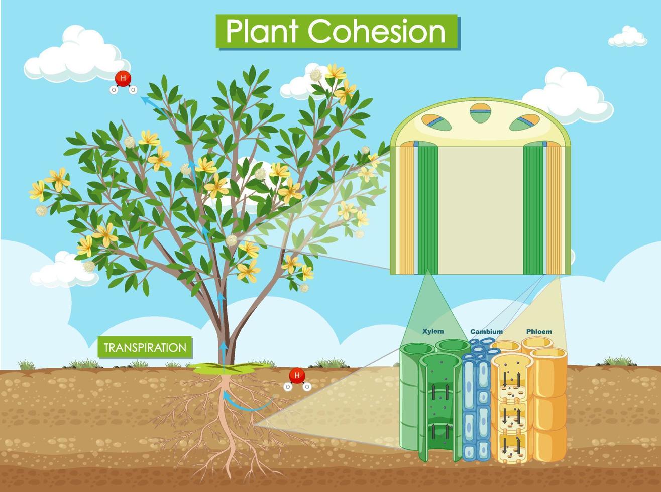 Diagram showing plant cohesion vector