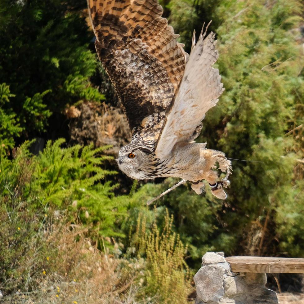 BENALMADENA, ANDALUCIA, SPAIN, 2017.  Eurasian Eagle-Owl at Mount Calamorro photo