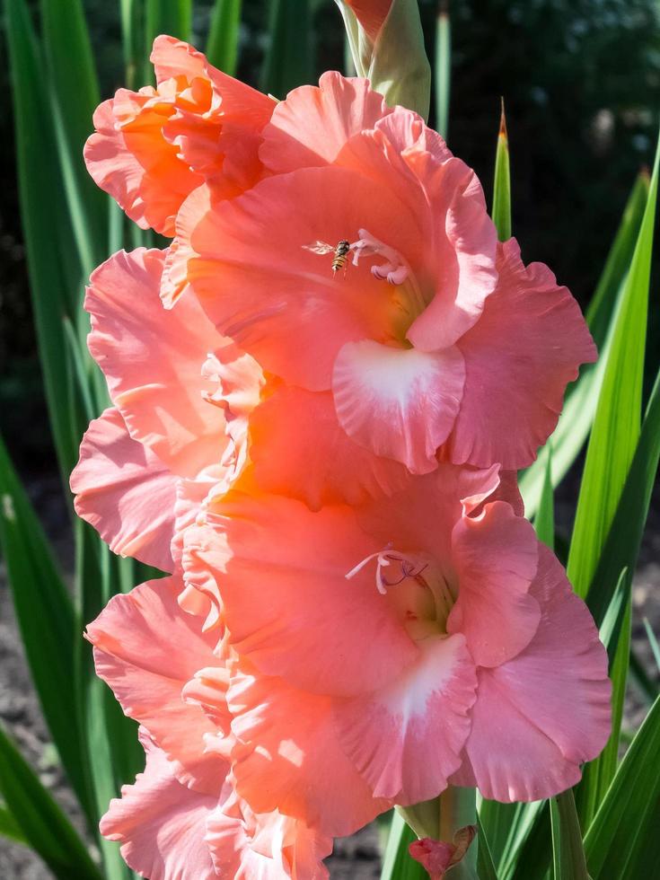 gladiolo rosa salmón foto