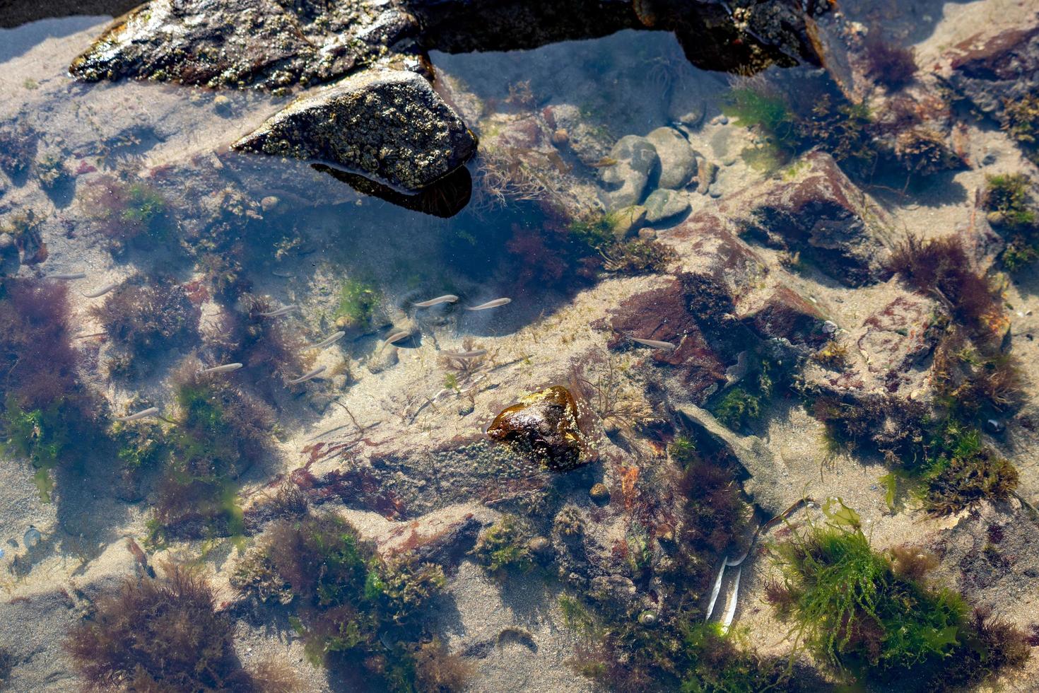 Shoal of small fish in a rock pool in Broad Haven Pembrokeshire photo