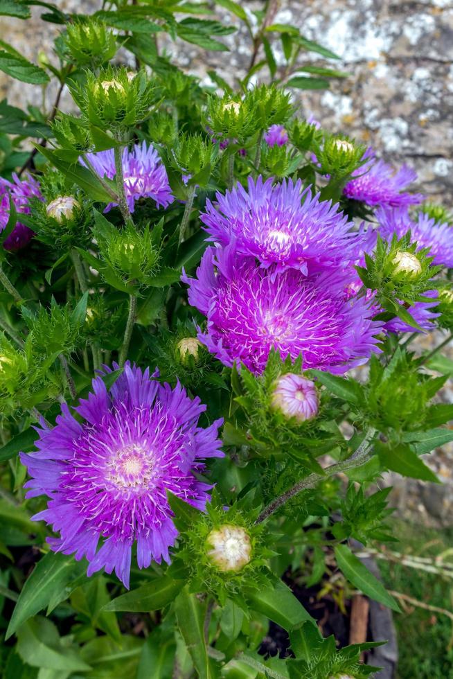 Pot of white centered purple flowers of the hardy perennial Sokes Aster  Purple Parasols photo