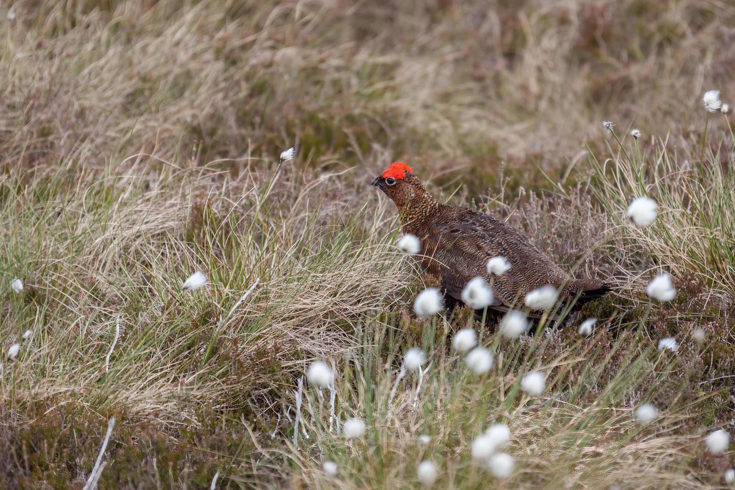 Male Red Grouse walking through the cottongrass photo