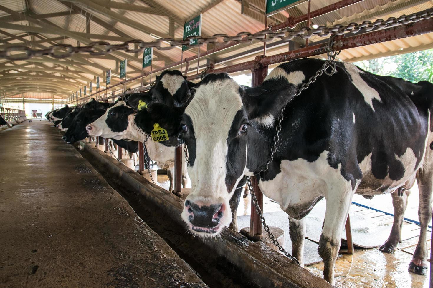 Vacas en la granja. foto