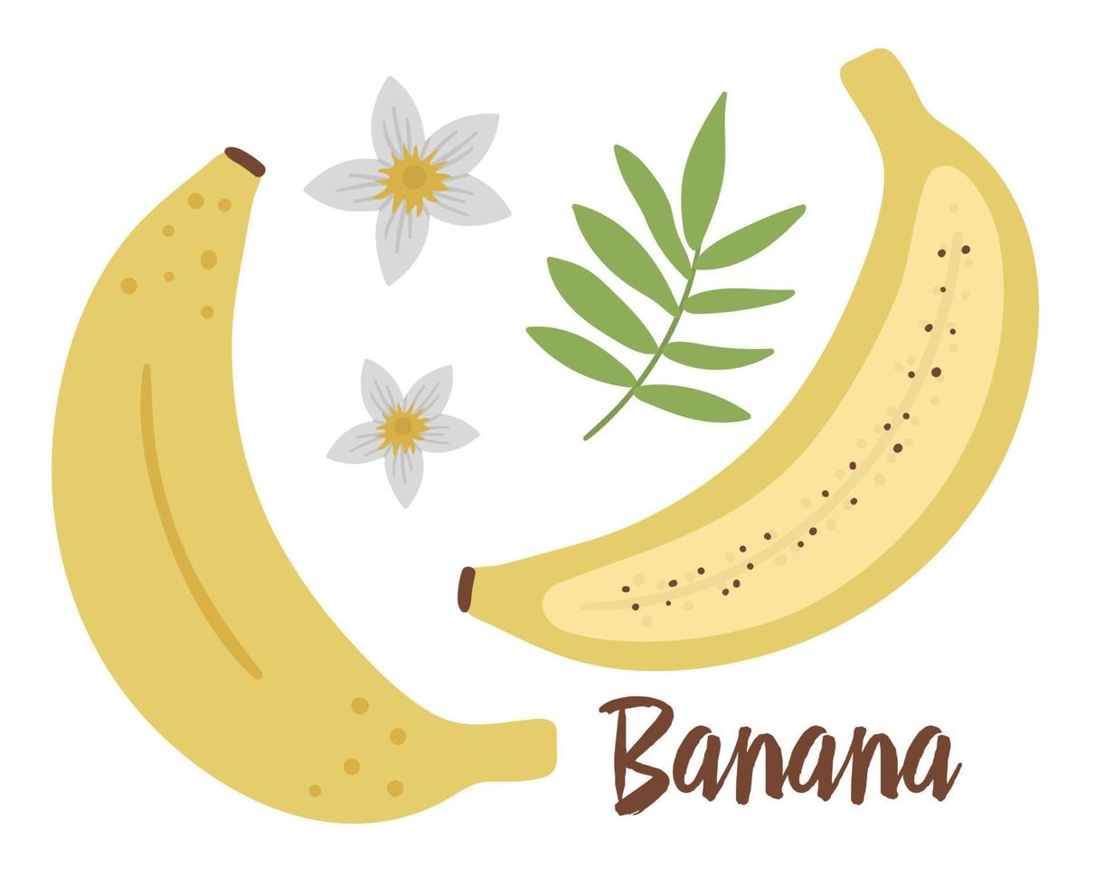 Vector banana clip art. Jungle fruit illustration. Hand drawn flat exotic plants isolated on white background. Bright childish healthy tropical summer food illustration.