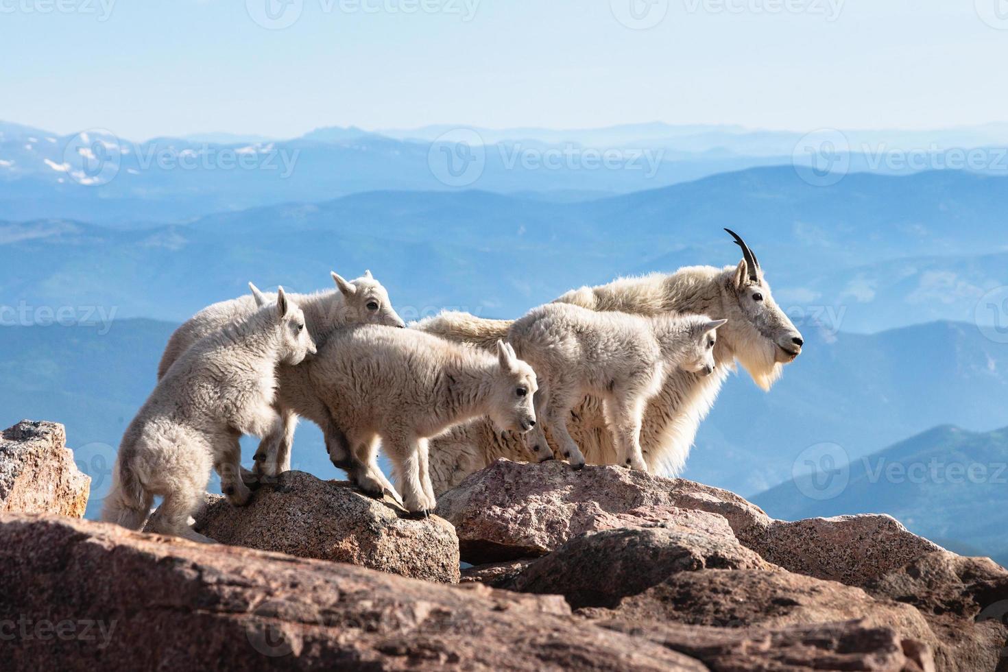 Wild Mountain Goats of the Colorado Rocky Mountains photo