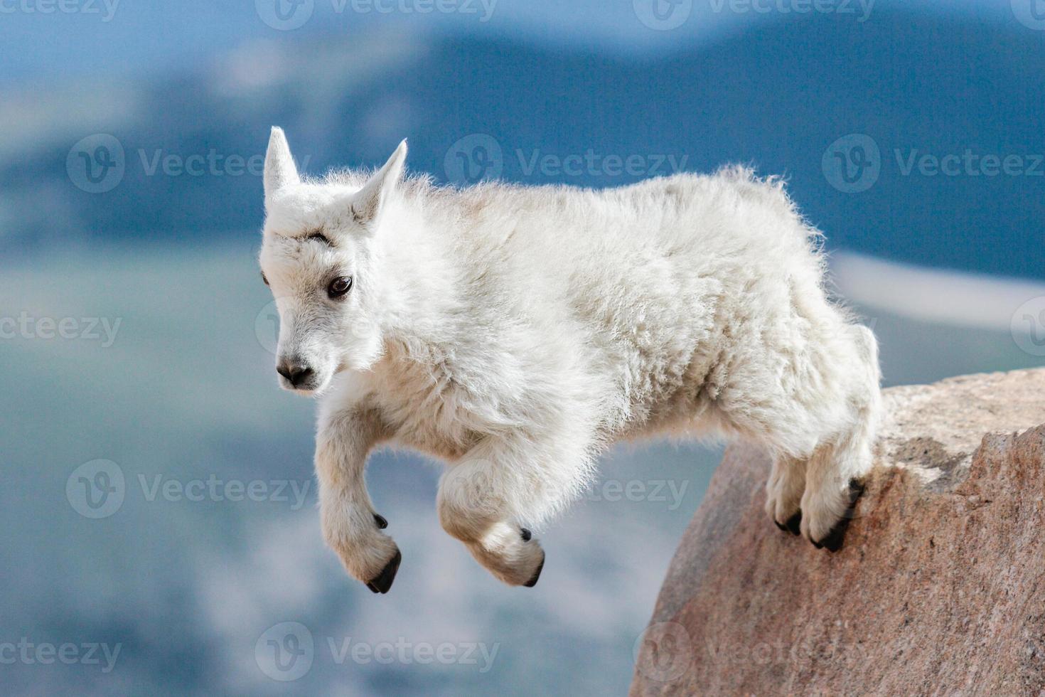 Wild Mountain Goats of the Colorado Rocky Mountains photo