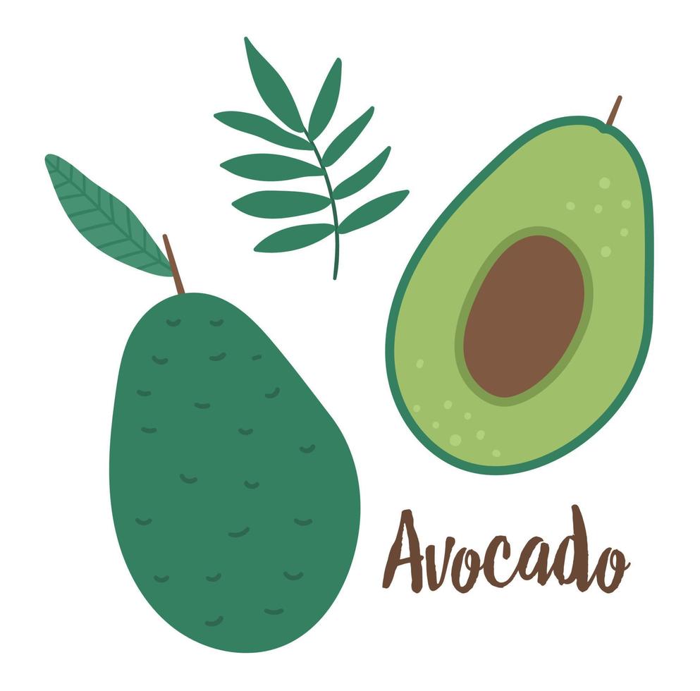 Vector avocado clip art. Jungle fruit illustration. Hand drawn flat exotic plants isolated on white background. Bright childish healthy tropical summer food illustration.