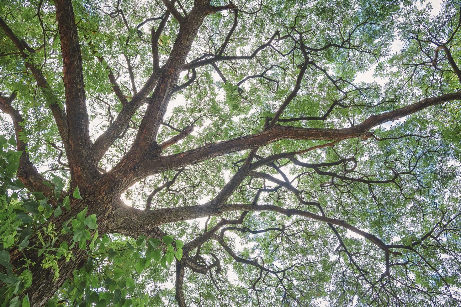 Bottom view of many green leaves on branches of a big tree with sunlight in tropical park photo