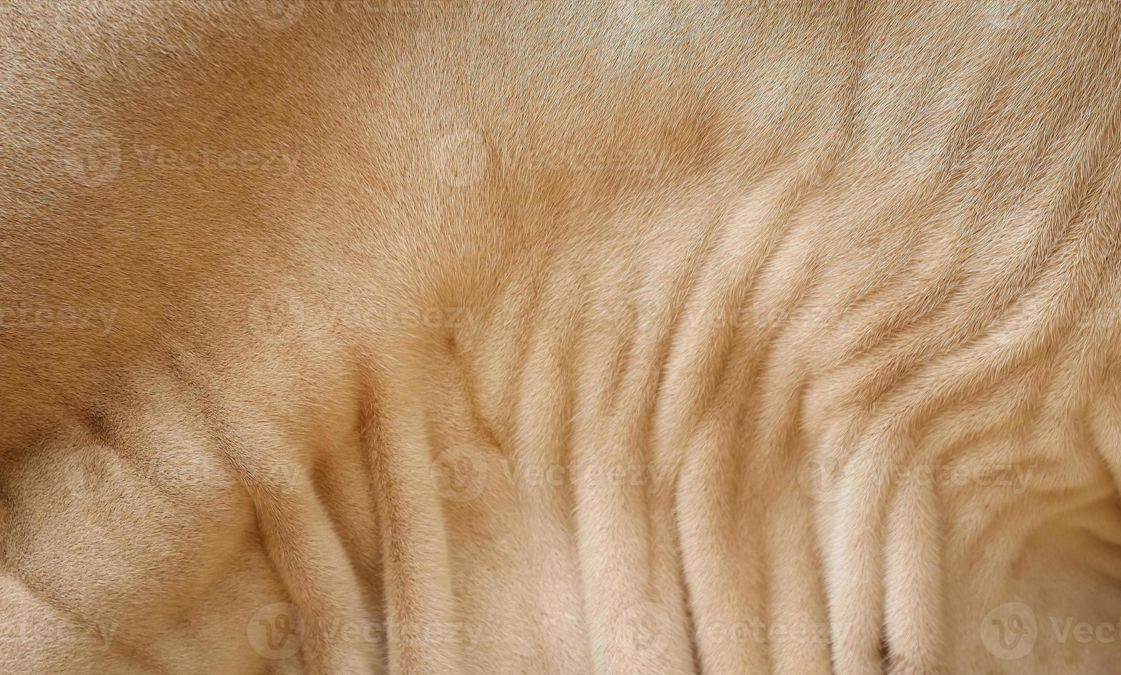 Close up brown fur and wrinkle pattern of American Brahman cow's skin photo