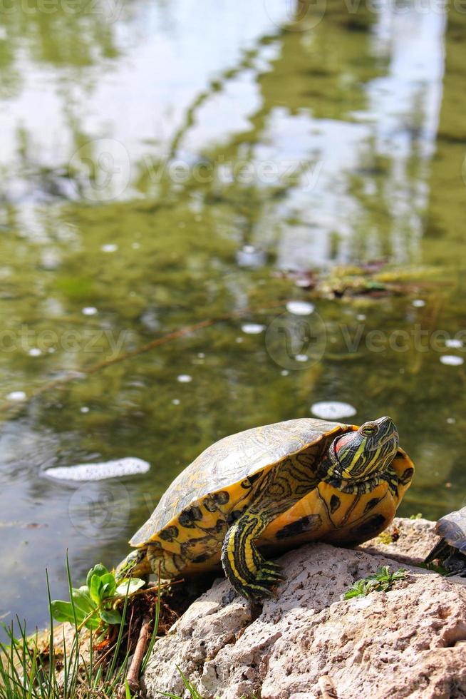 tortugas en el estanque toman el sol en una piedra foto