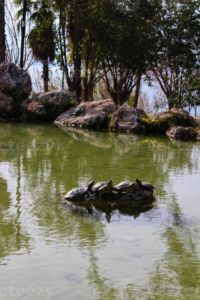 tortugas en el estanque toman el sol en una piedra foto