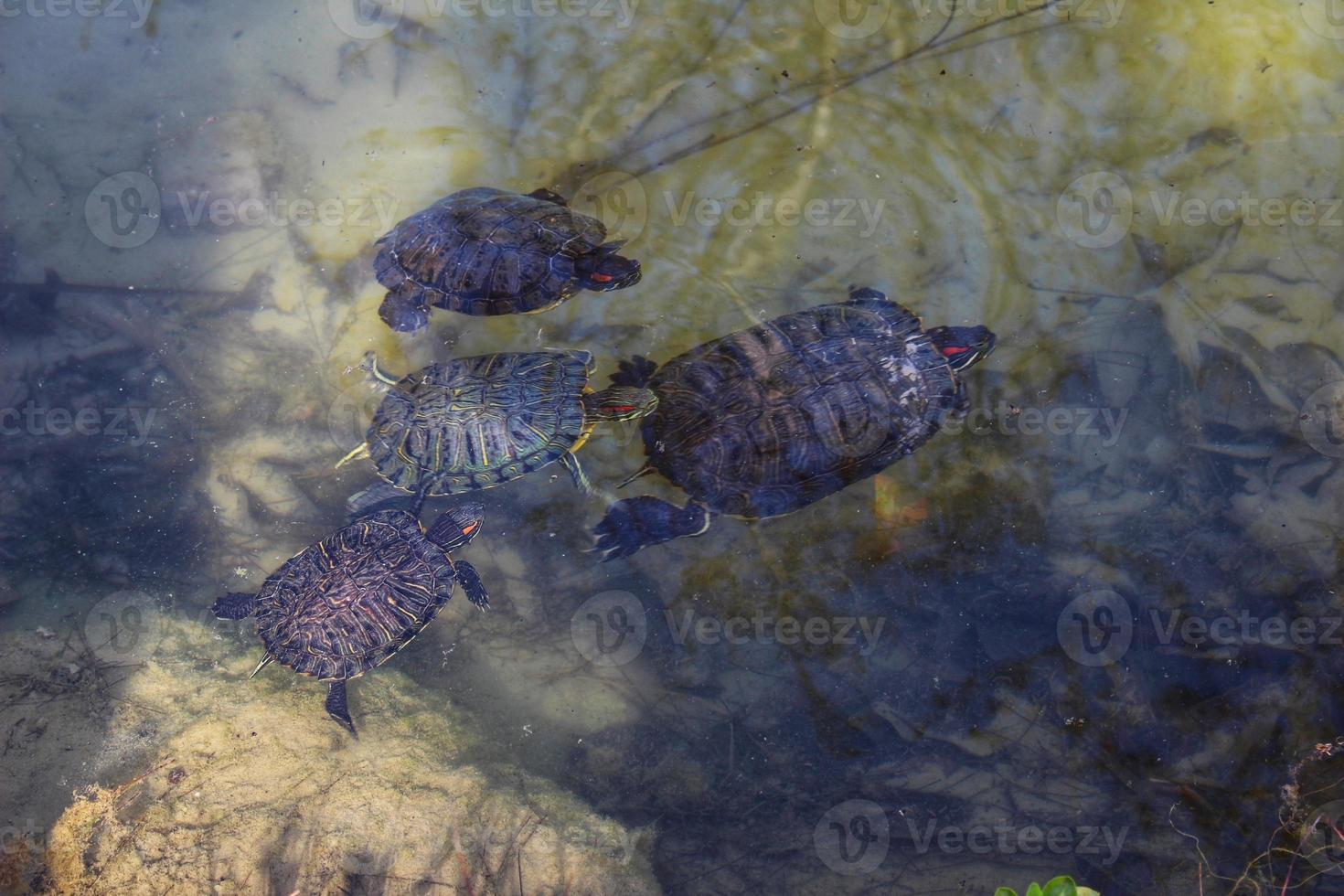 las tortugas nadan en el estanque foto