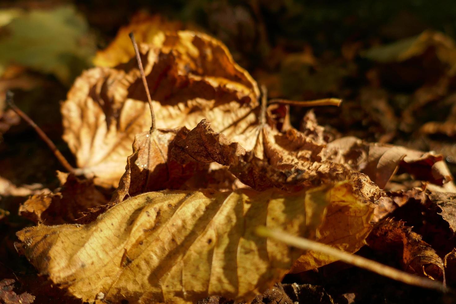 Withered Dry Leaves on the Ground photo