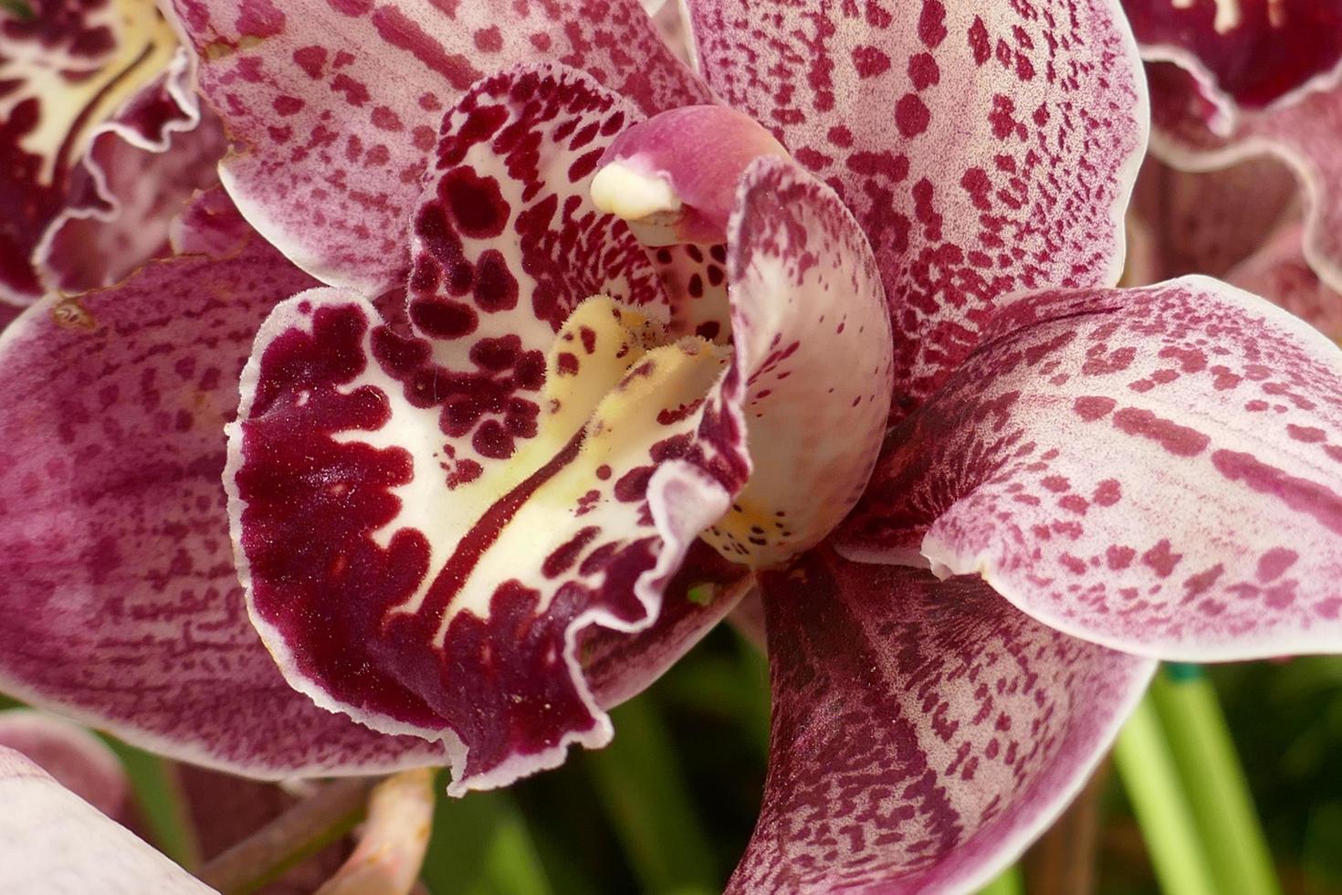 orquídeas granate y blancas foto