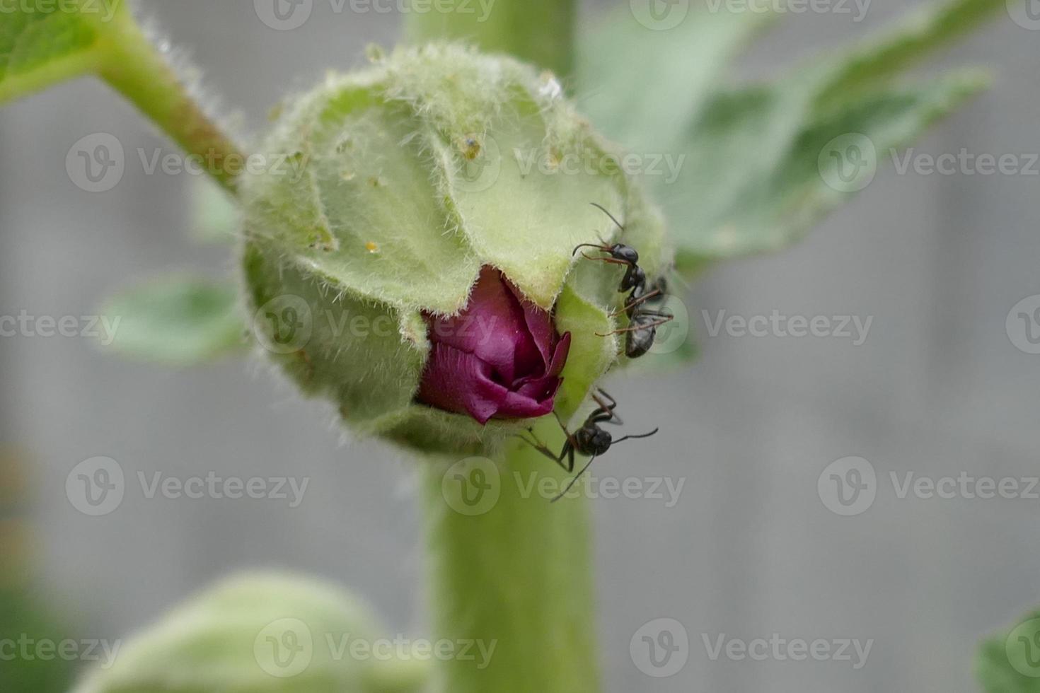 Maroon Mallow about to Bloom photo