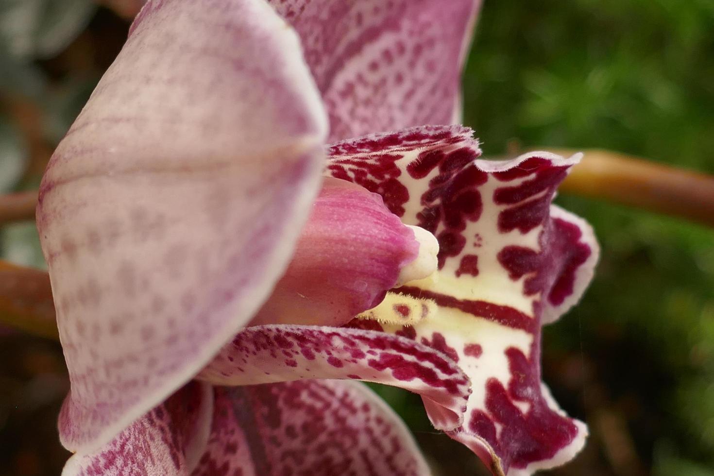 Maroon and White Orchids photo