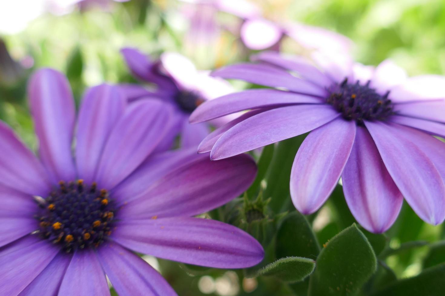 Purple Daisies in a Sunny Day photo