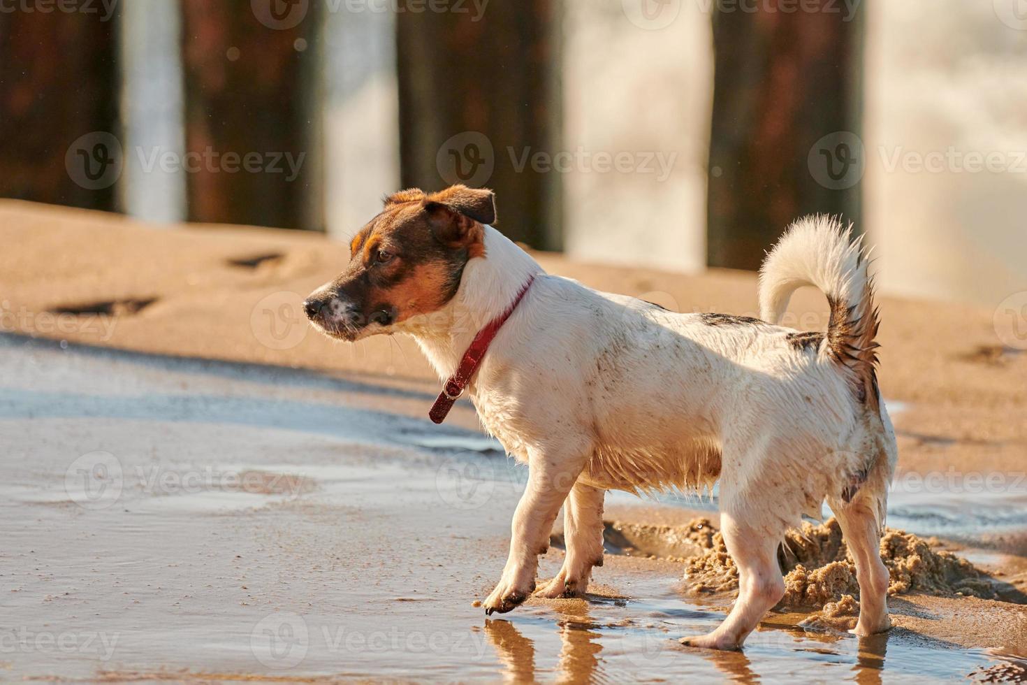 Jack Russell Terrier dog playing on sandy beach, small Terrier dog having fun on sea coast photo