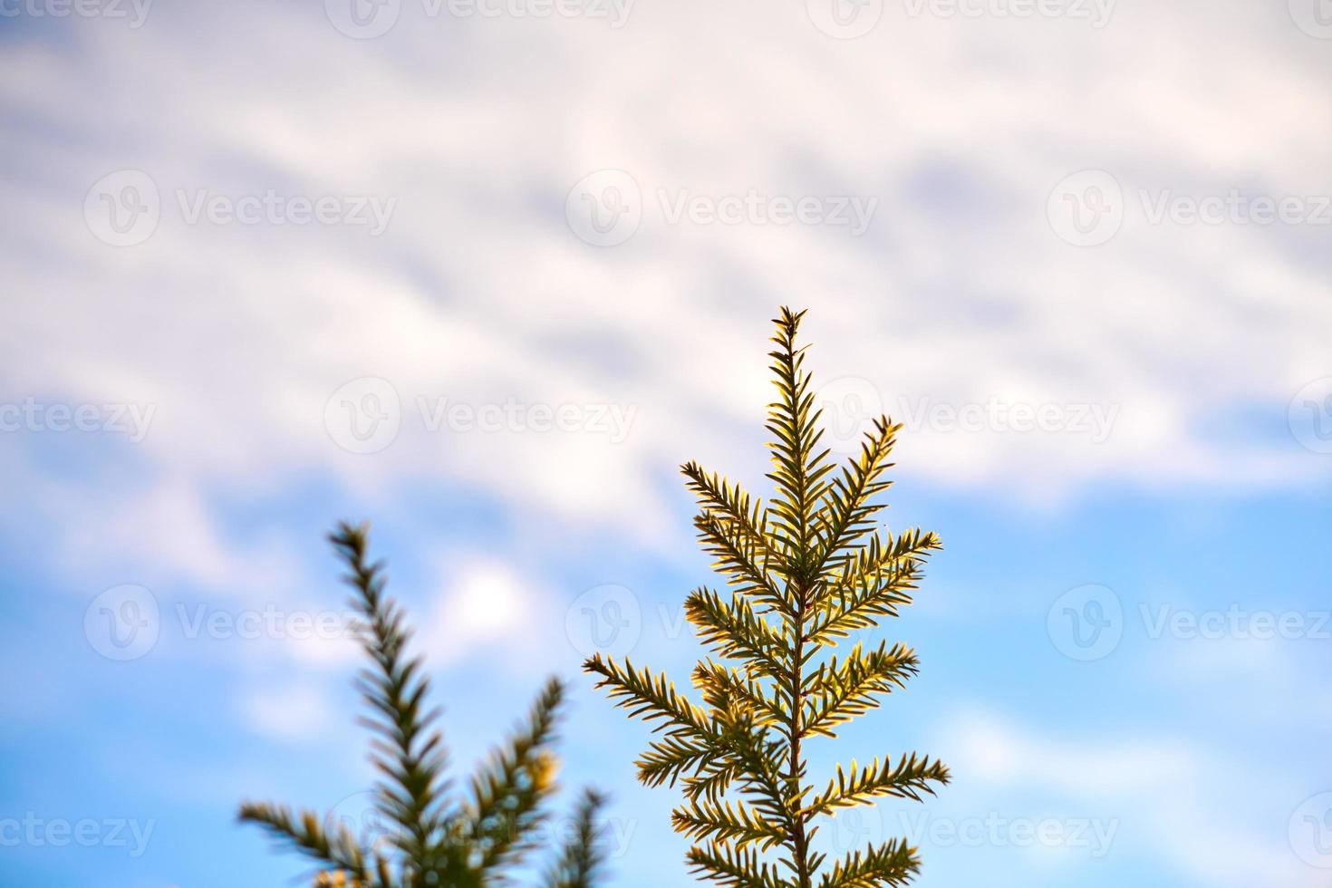 Yew tree Taxus baccata branch copy space, blue sky background, coniferous evergreen yew tree photo