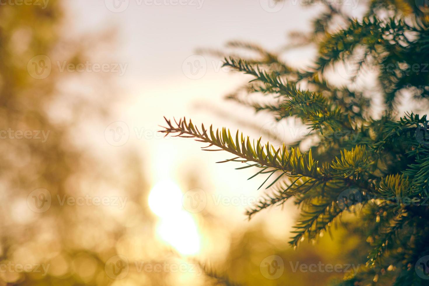 Yew tree Taxus baccata branch copy space, evergreen yew tree in beautiful sunlight, sunny weather photo