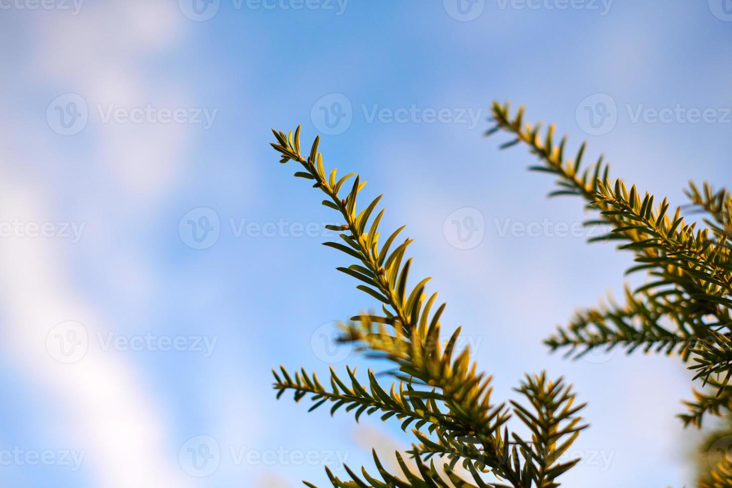 Yew tree Taxus baccata branch copy space, blue sky background, coniferous evergreen yew tree photo