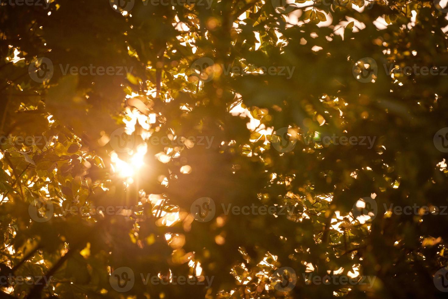 Warm yellow sunlight through tree foliage, beautiful sunshine streaming through tree leaves photo