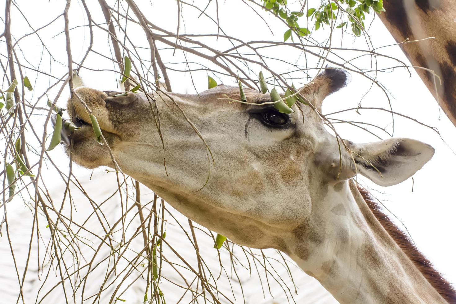 un primer plano de jirafa en un zoológico foto