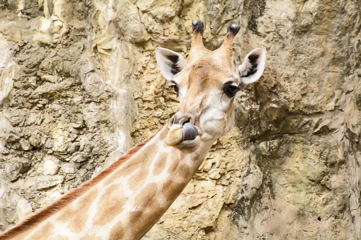 un primer plano de jirafa en un zoológico foto
