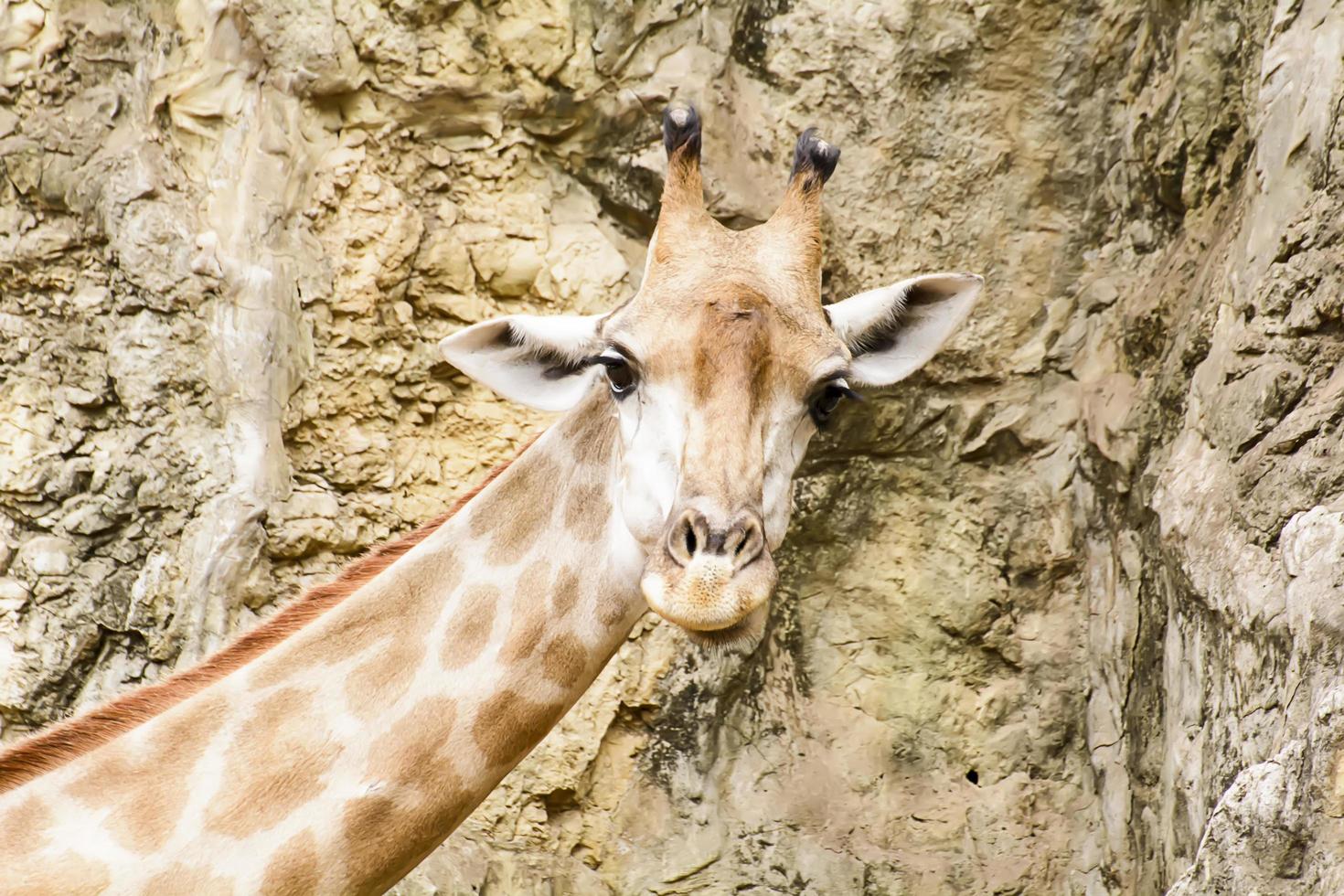 A giraffe closeup take in a zoo photo