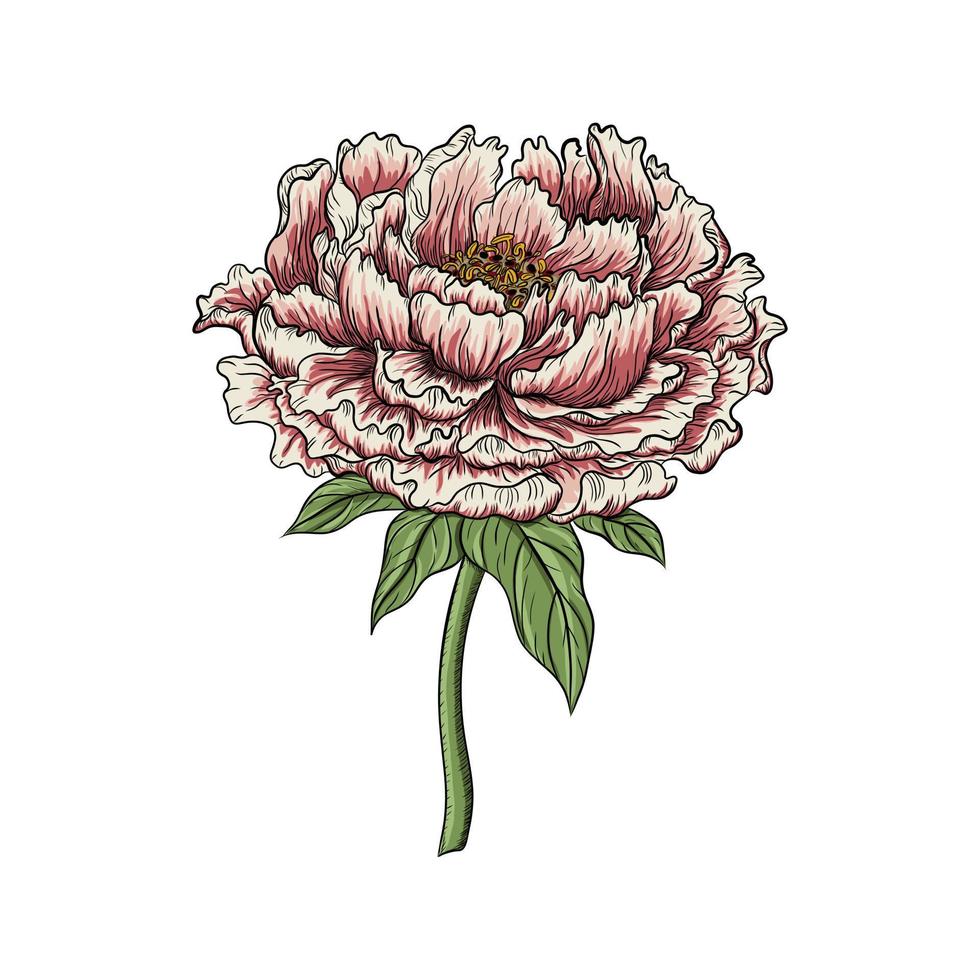 Chinese peony flower isolated on white background. Vector illustration. Peony Realistic.Hand drawn vector illustration.