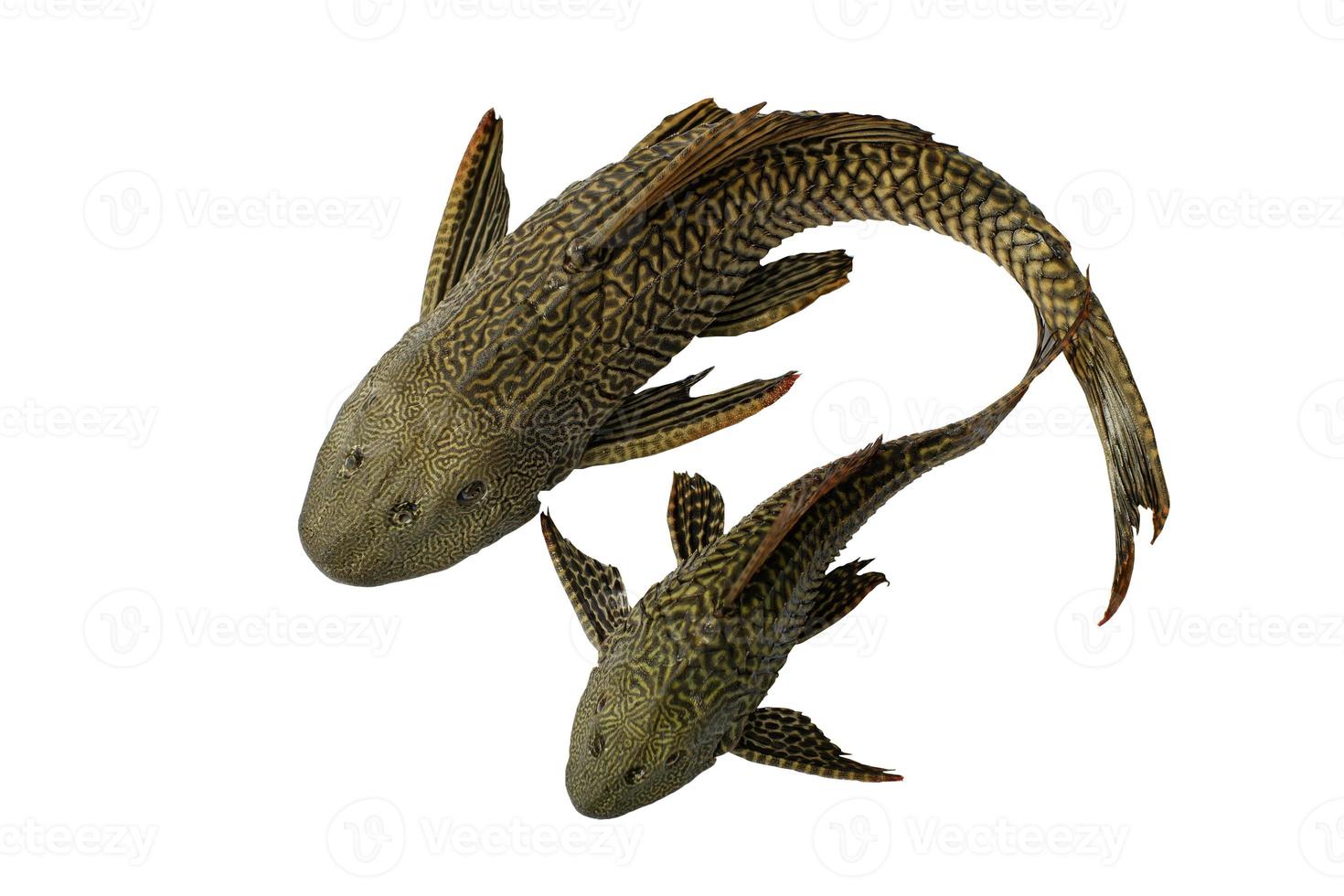 Suckermouth catfish on white background with clipping path. Hypostomus plecostomus, also known as the suckermouth catfish or the common pleco, is a tropical freshwater fish belonging to the armored. photo