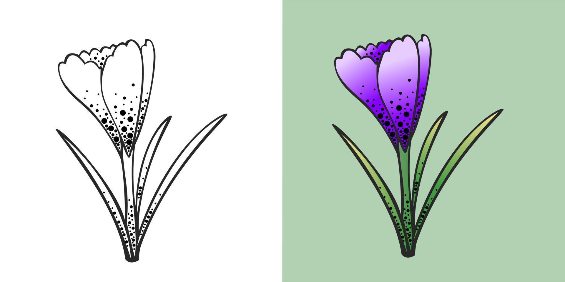 un conjunto de flores de primavera, azafrán lila y dibujo de contorno vector