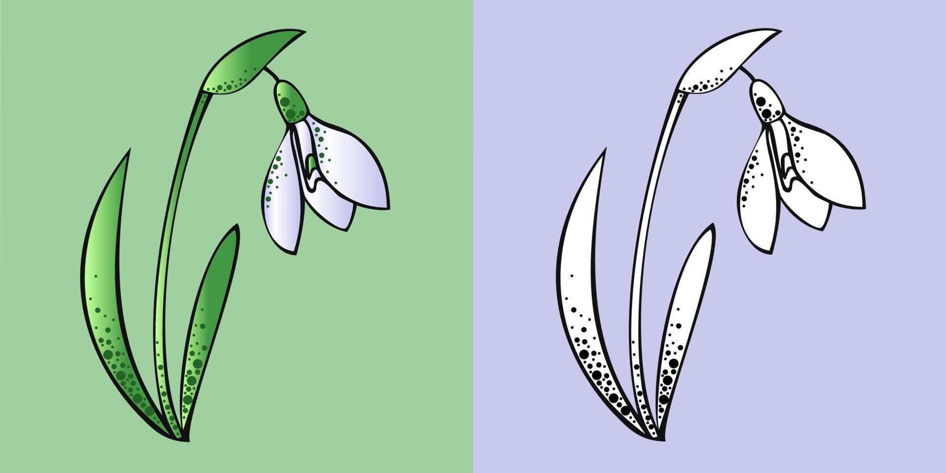 Set of illustrations, delicate snowdrop flower color and monochrome vector