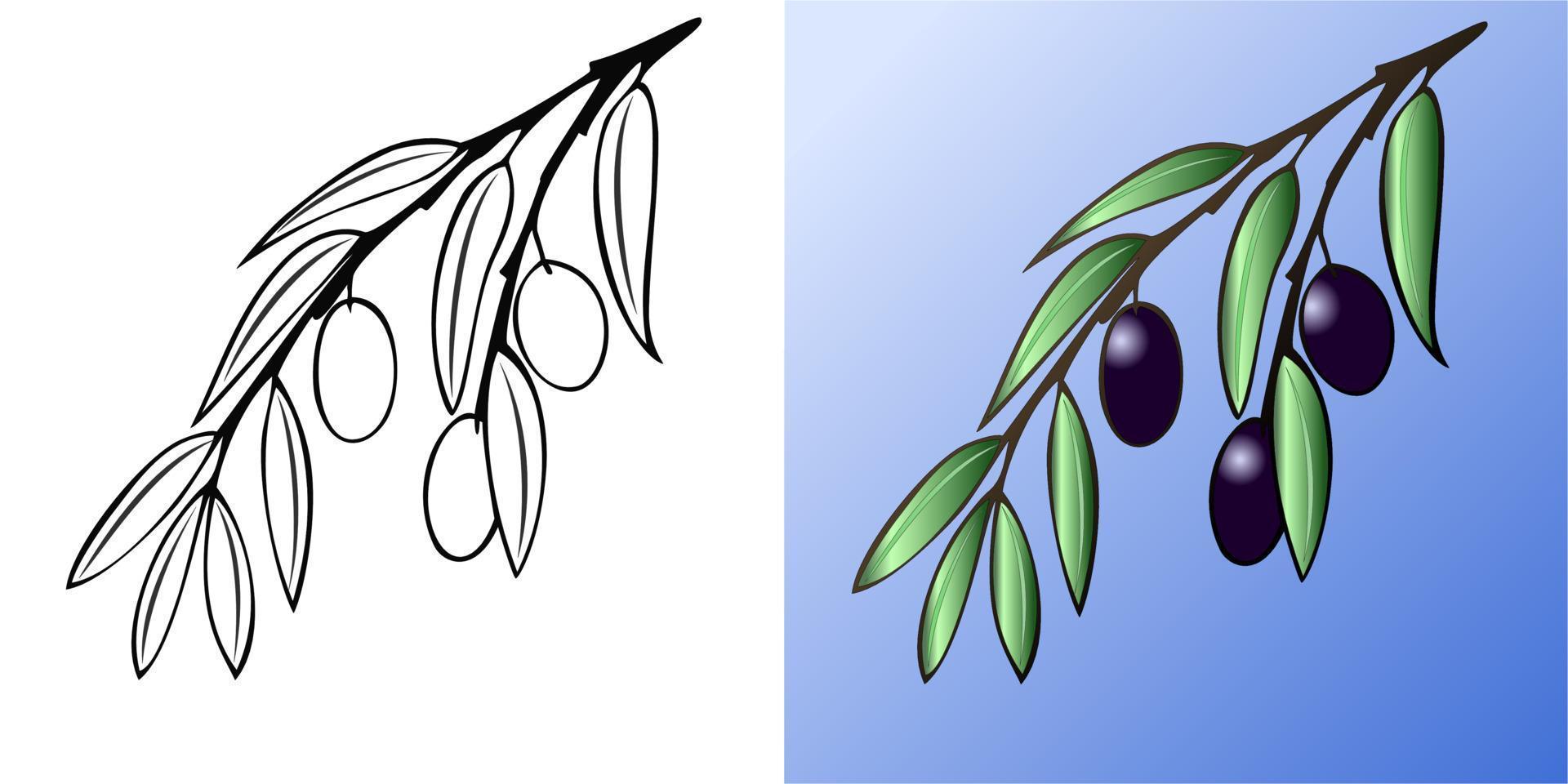 A set of illustrations, a colored branch from an olive tree, a monochrome drawing with berries vector