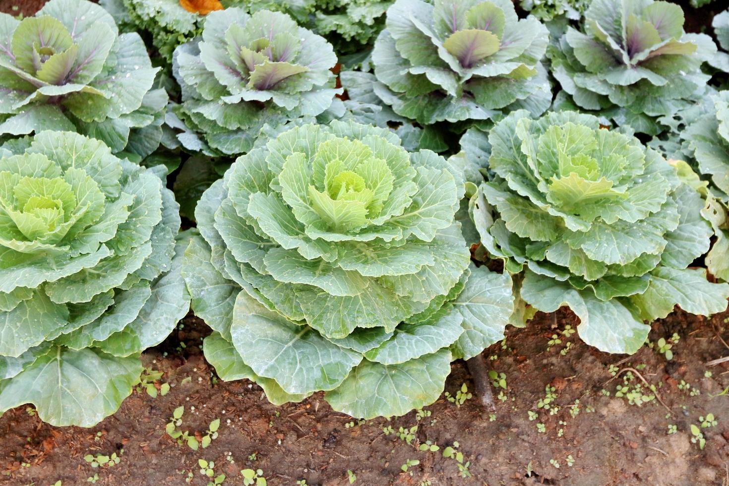 Cabbage blooming in the garden, selective focus photo