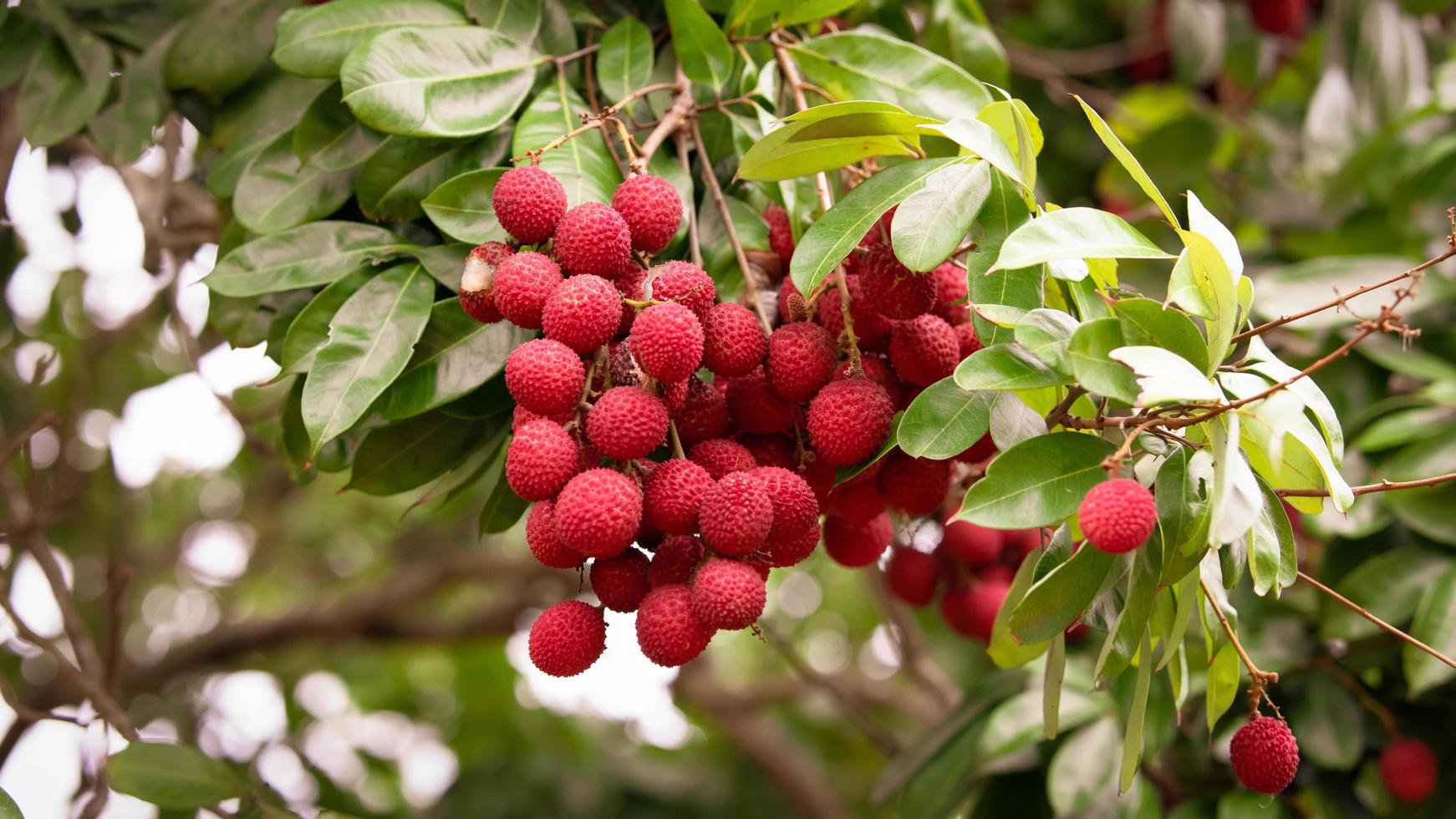 Amphawa Lychee on tree, the most delicious Lychee in Thailand. photo