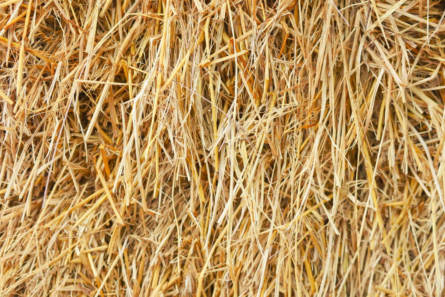 Straw texture. Abstract background, empty template, copy space. photo