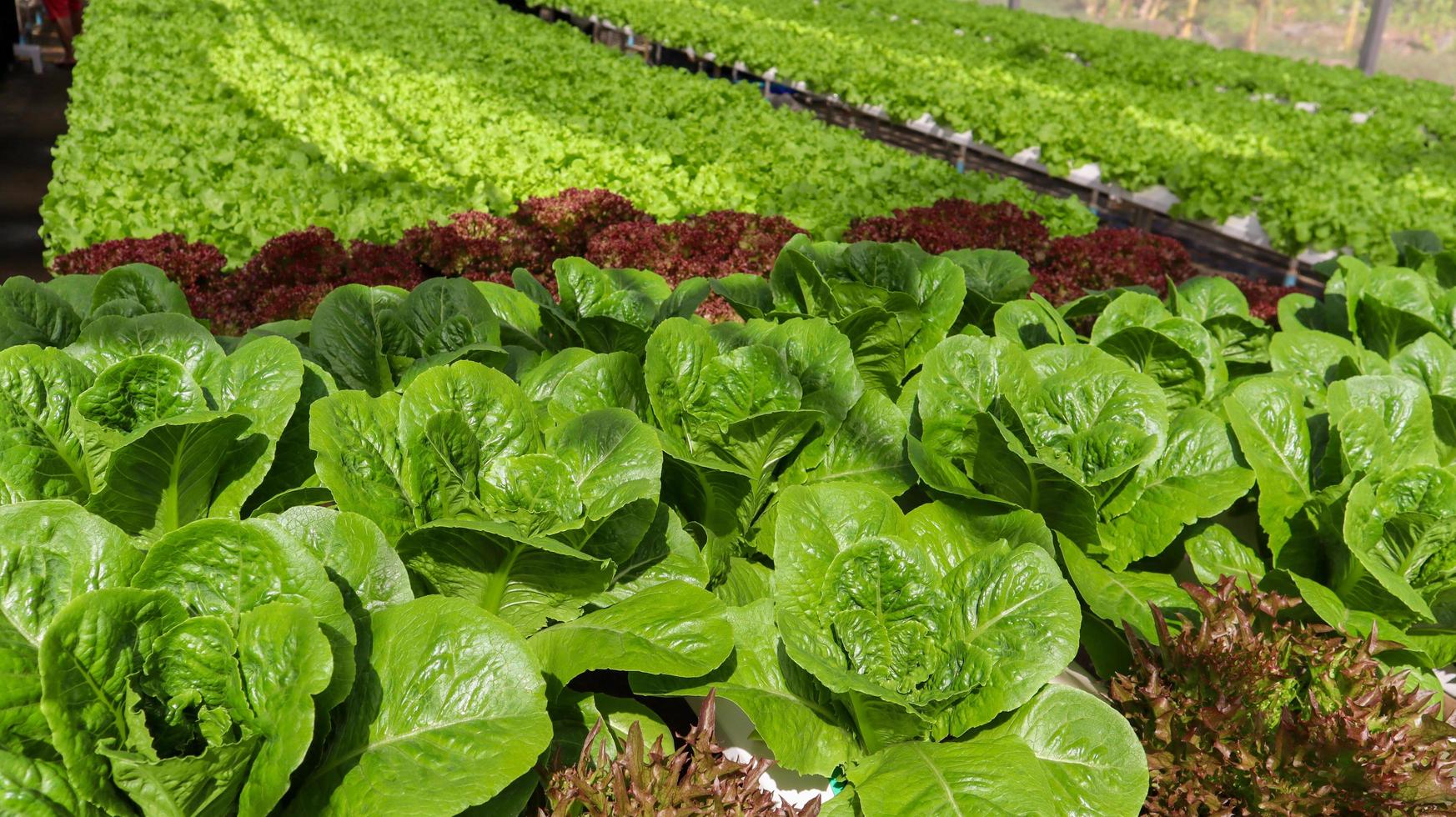 Cos lettuce growing in hydroponic pipe without soil in vegetables salad farm. photo