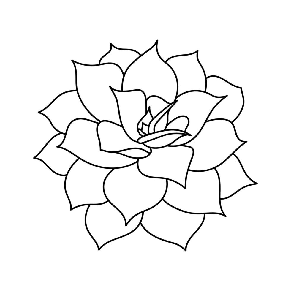 Succulent Echeveria lilacina vector