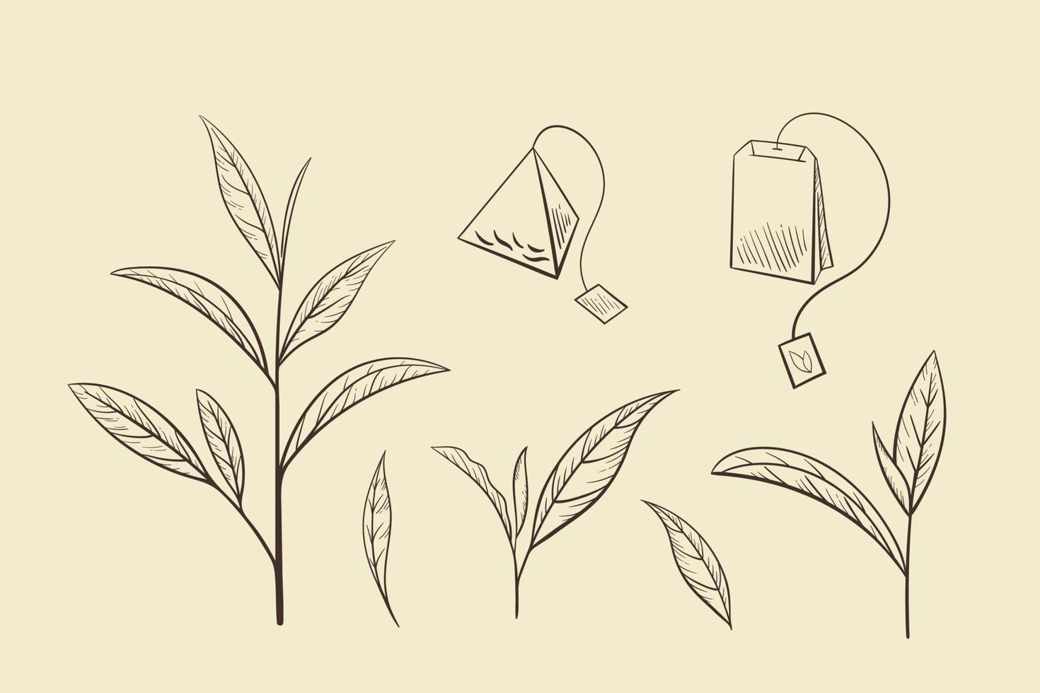 juego de té verde hoja, ilustración vectorial. elementos aislados deja el árbol del té sobre un fondo beige. boceto dibujado a mano en estilo antiguo para impresión y diseño. contorno de hierba de naturaleza orgánica, comida ecológica saludable vector