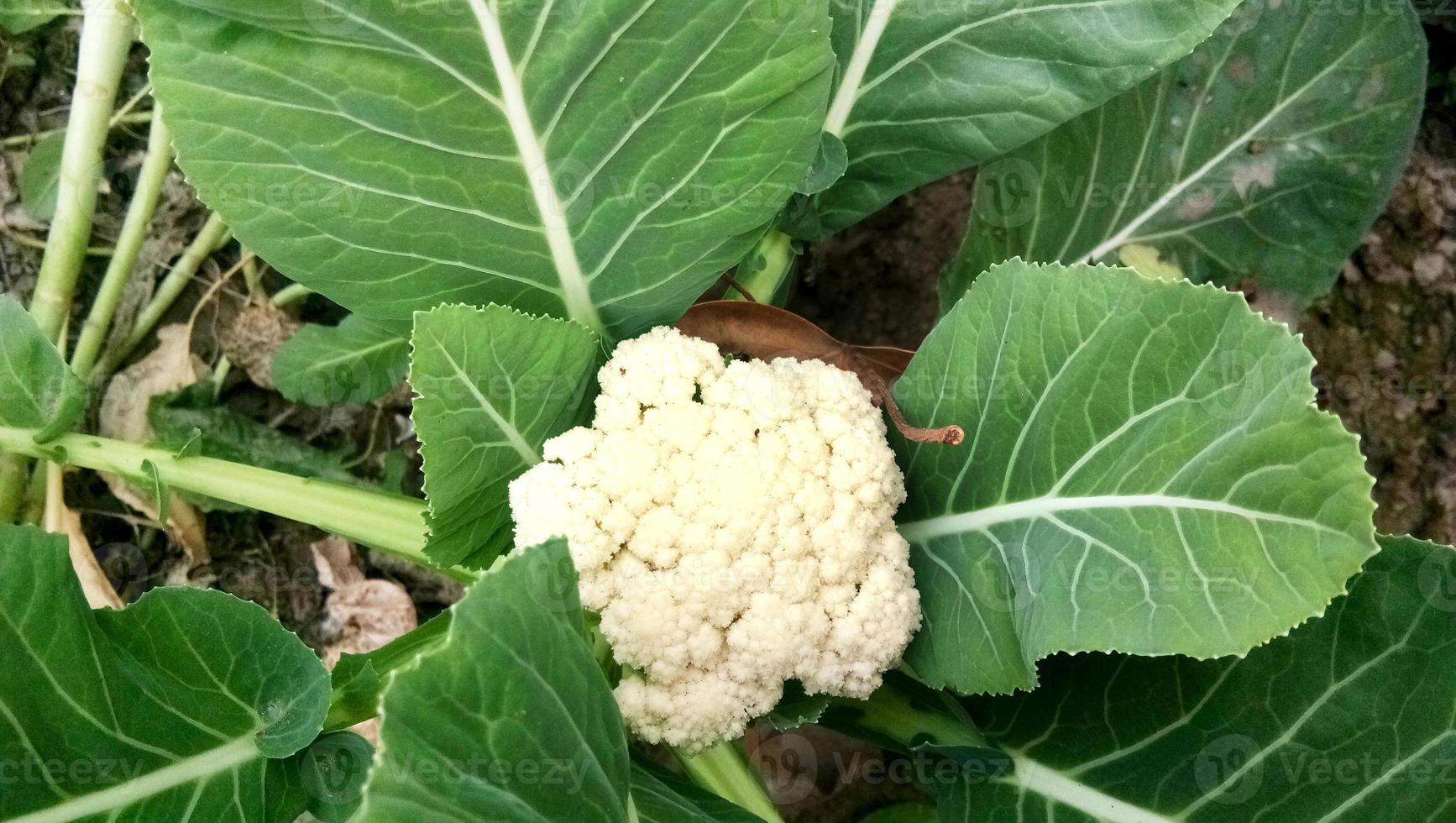 primer plano de coliflor fresca de la huerta, luz del día al aire libre, cultivo de vegetales orgánicos foto