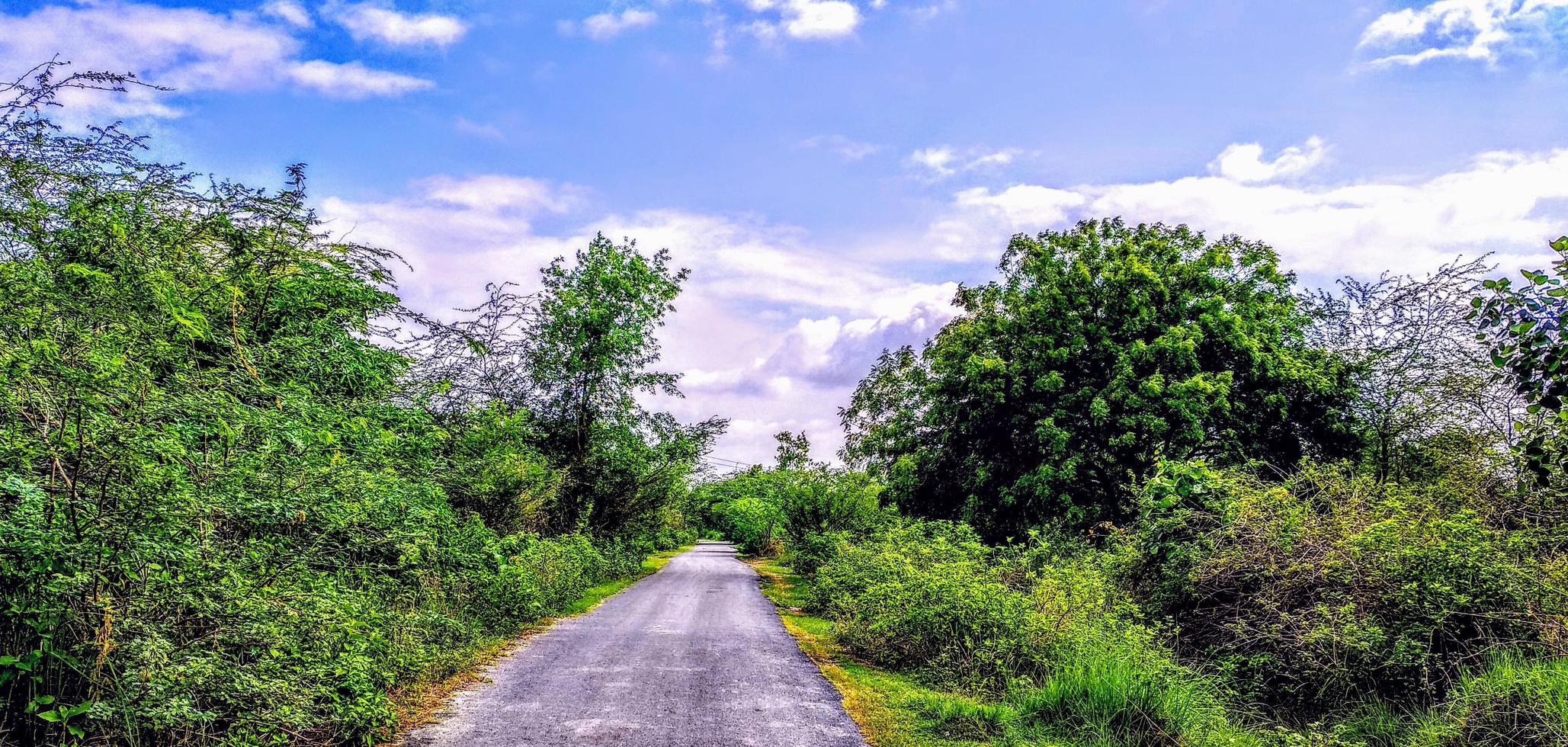 Rural road through fields with green herbs and blue sky with clouds photo