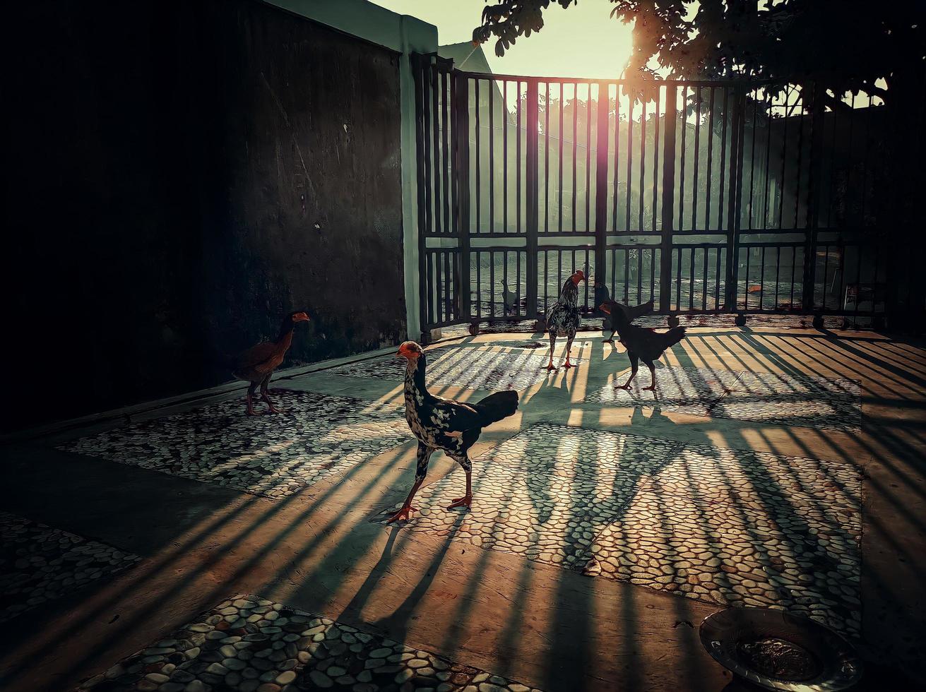 Photo of a liar chicken colonizing a house in a housing estate in the morning with the sun entering the shadow of the fence