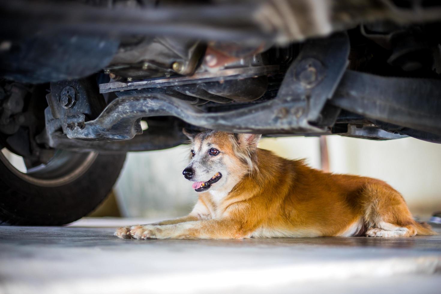 Brown dog sleeping on cement floor under the car photo