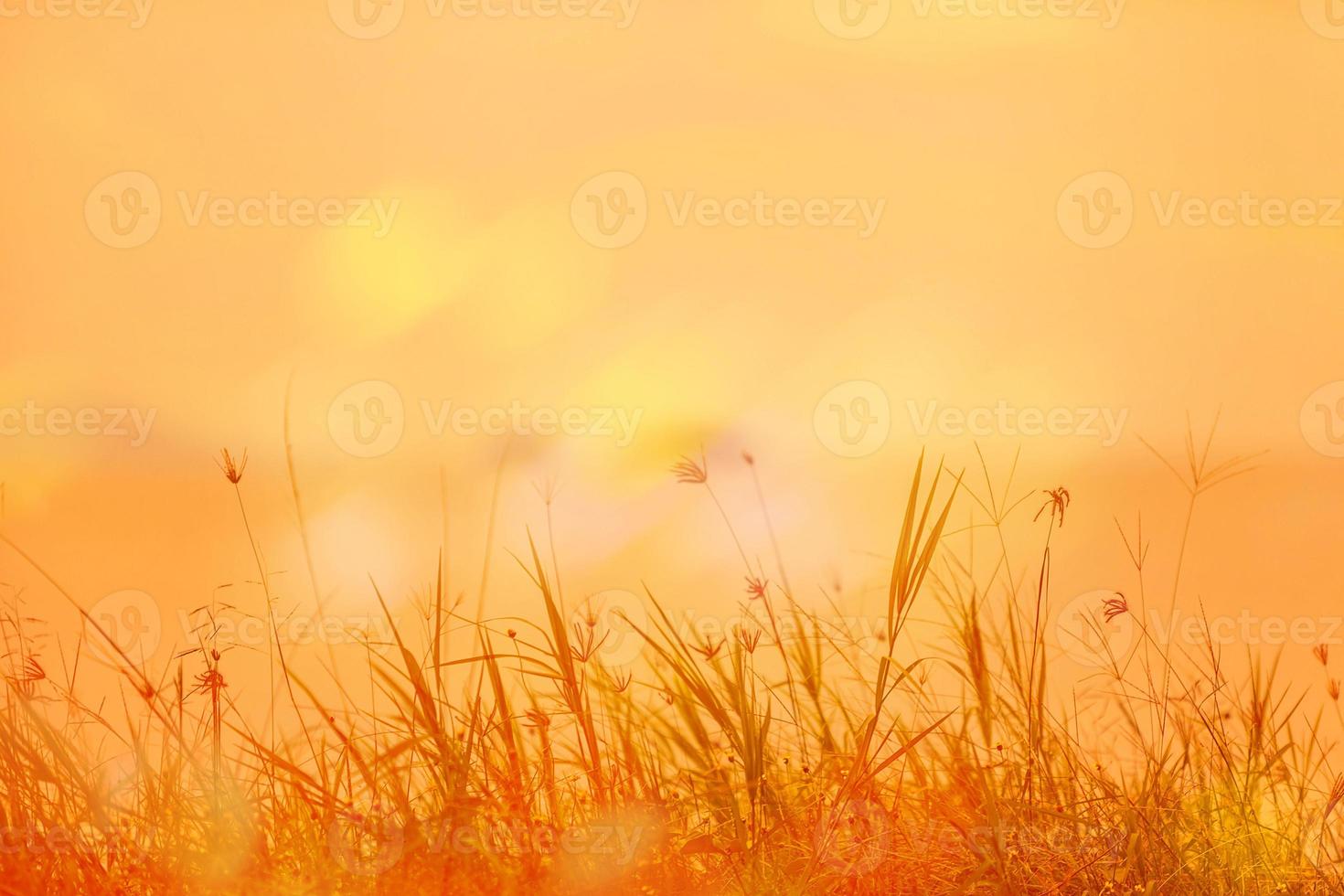 Abstract natural background with grass in the meadow and orange sky in the back photo