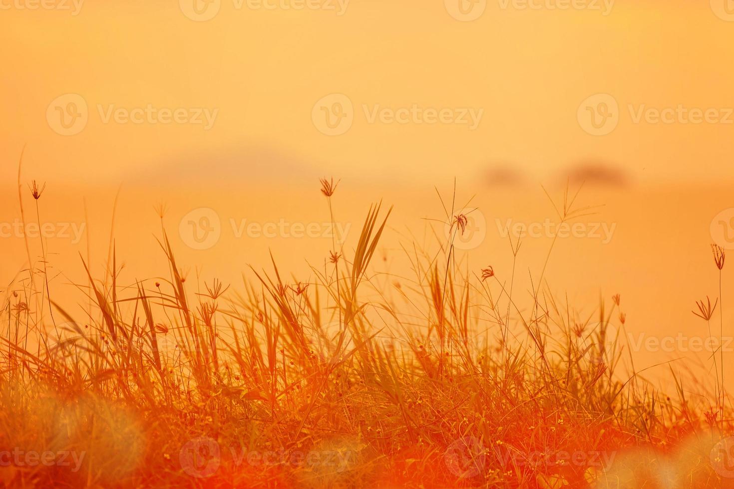 Abstract natural background with grass in the meadow and orange sky in the back photo