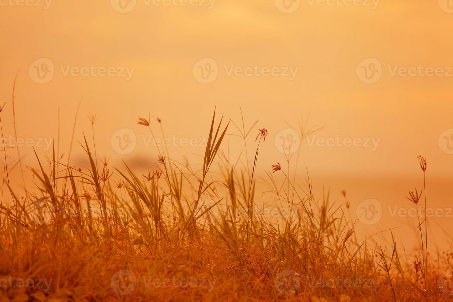 Abstract natural background with grass in the meadow and orange sky in the back photo