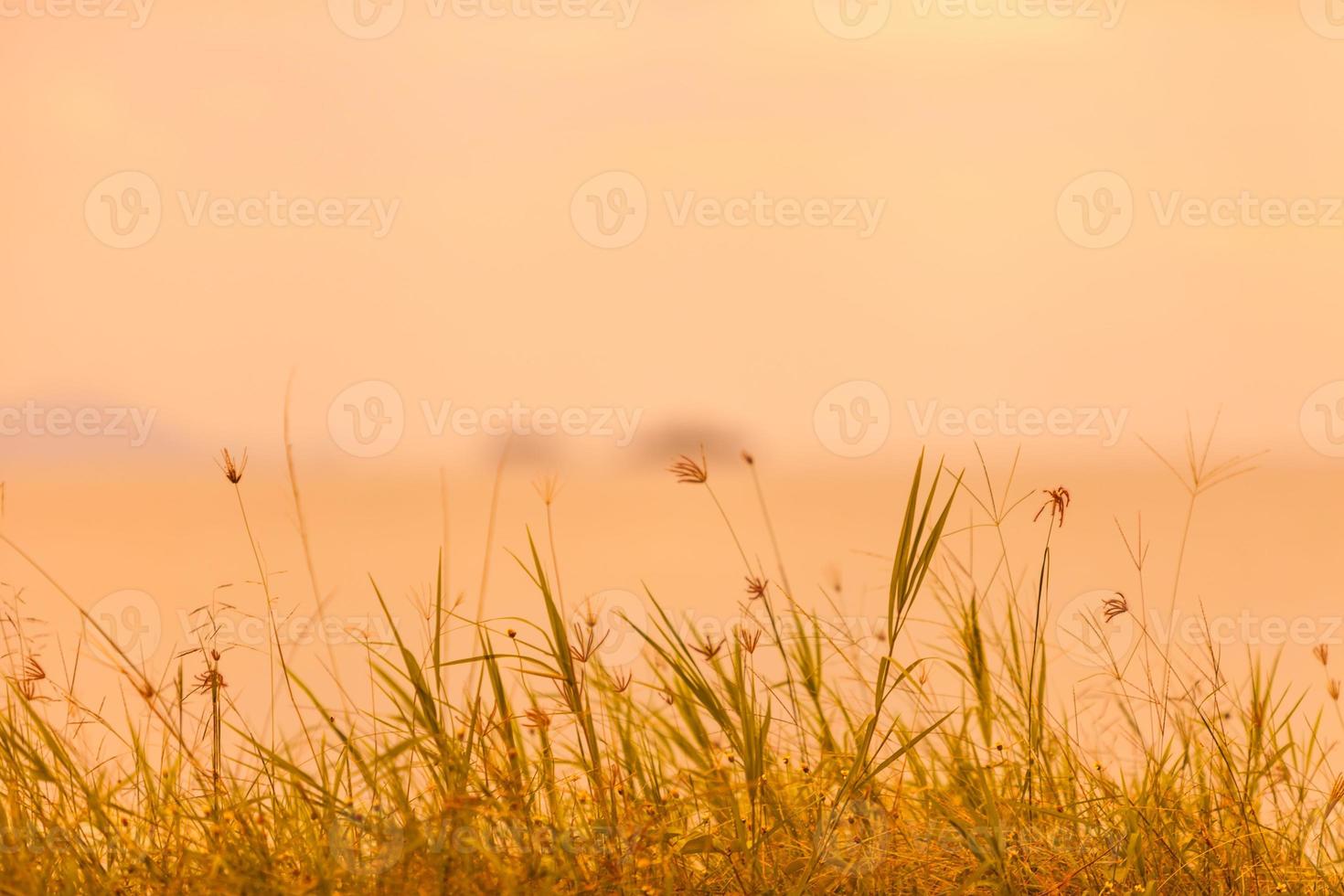 Abstract natural background with grass in the meadow and orange sky in the back photo