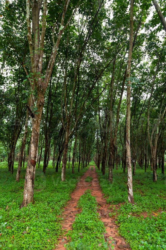 Rubber tree plantation in the south of Thailand photo